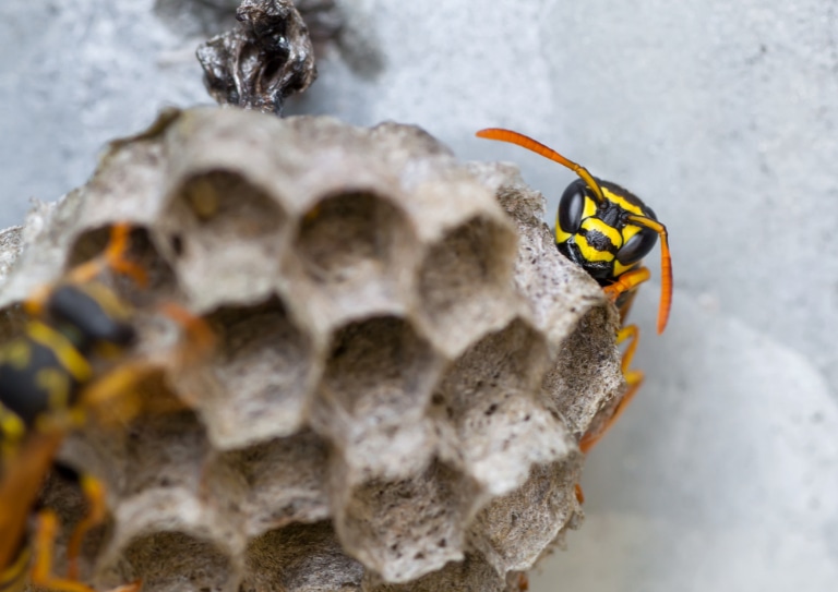 Klein, open wespennest dat aan een muur of plafond zit, dus zonder omhulsel eromheen. Je ziet de raten, wat er ongeveer twintig zullen zijn, en op het net links zie je heel vaag een wesp, terwijl er rechts bovenin een wesp om het hoekje lijkt te komen kijken. De wesp lijkt met haar oranje antennes op een Franse veldwesp.