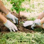 Gratis inrichtingsplan en bomen voor inwoners die hun erf willen vergroenen